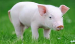 猪视频,趣味横生的动物世界