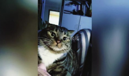 搞笑猫咪视频,猫咪视频笑料连连